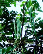  Plant bearing legumes